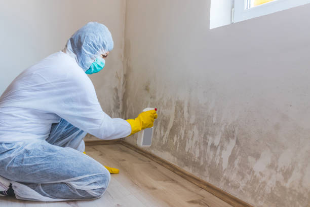 Mold inspector in Bloomingdale performing thermal imaging